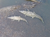 gators