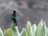 p1000594